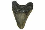 Fossil Megalodon Tooth - North Carolina #351171-1